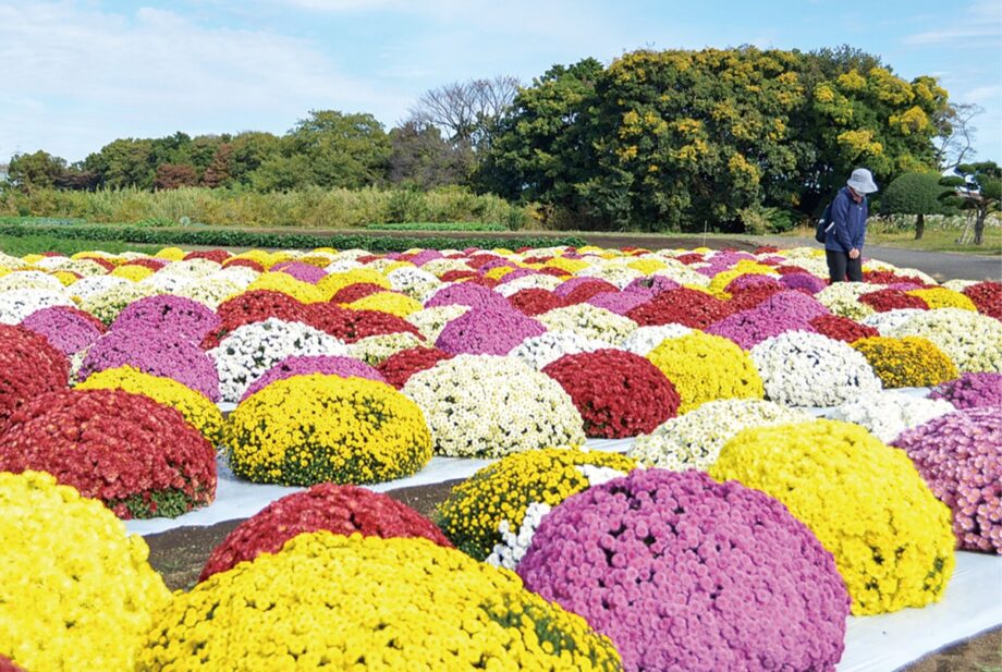 海老名市 高座クリーンセンターで1100株のざる菊　11月下旬ごろまで見頃