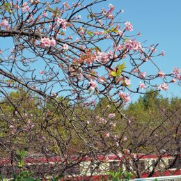 ＜話題＞三浦海岸駅周辺の河津桜「春と勘違い？」　一部開花「台風の影響なく狂い咲き？」