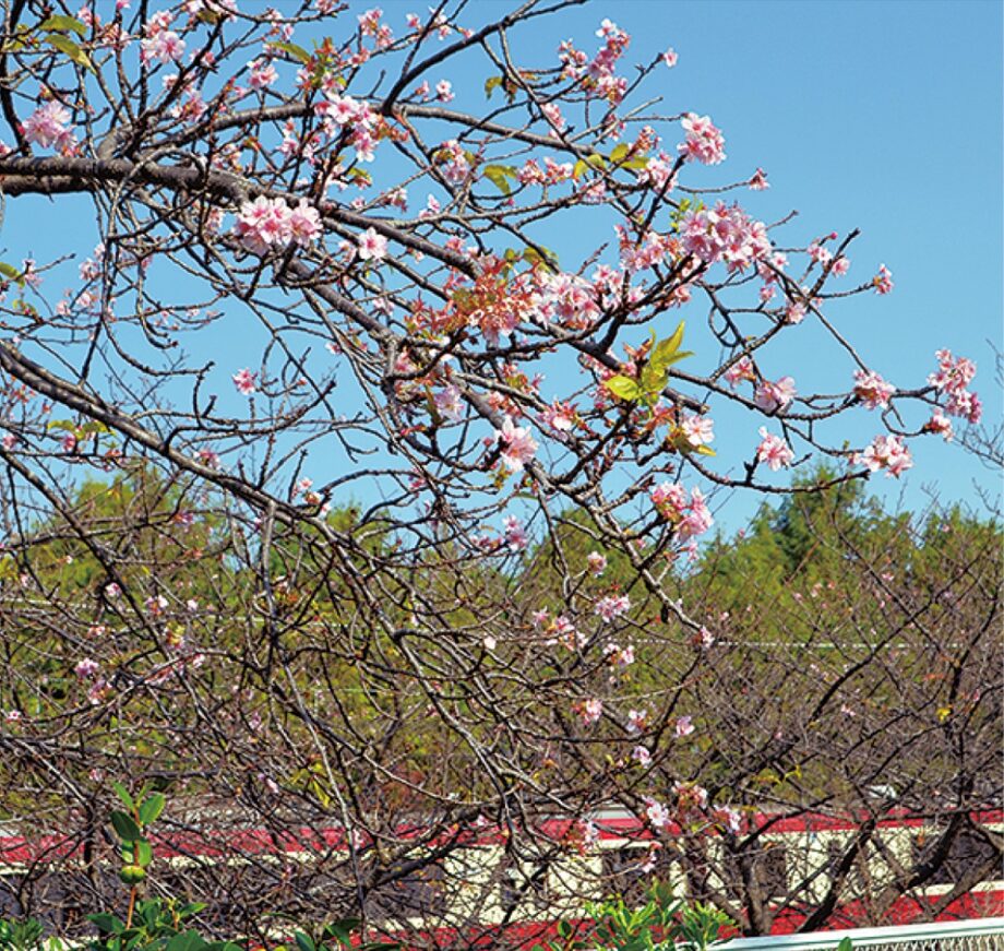 ＜話題＞三浦海岸駅周辺の河津桜「春と勘違い？」　一部開花「台風の影響なく狂い咲き？」