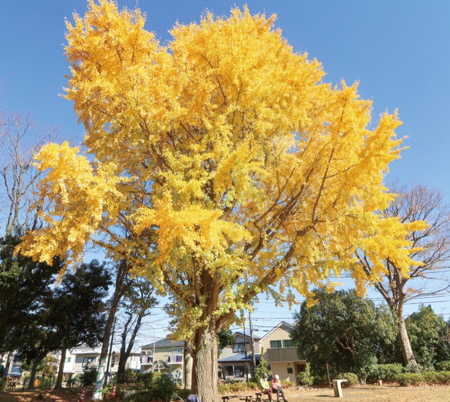 【黄葉情報】横浜市泉区しらゆり公園 　鮮やかに染まるイチョウの大木