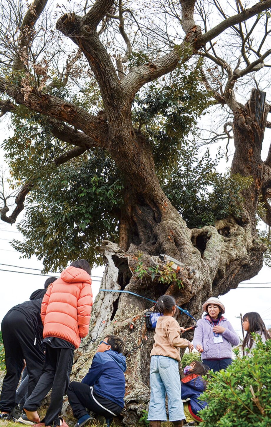 三浦・光照寺境内の樹齢600年以上「スダジイ」腐朽率75％ー2024年4月から治療に着手ー