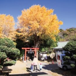 横須賀市追浜「雷神社」黄金に染まる大銀杏～鳥居後ろの大木が見頃～