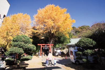 横須賀市追浜「雷神社」黄金に染まる大銀杏～鳥居後ろの大木が見頃～