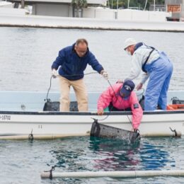 三浦市の小網代湾で2024年12月5日からカキの養殖試験スタート　「漁師の新たな収入源」確保めざす
