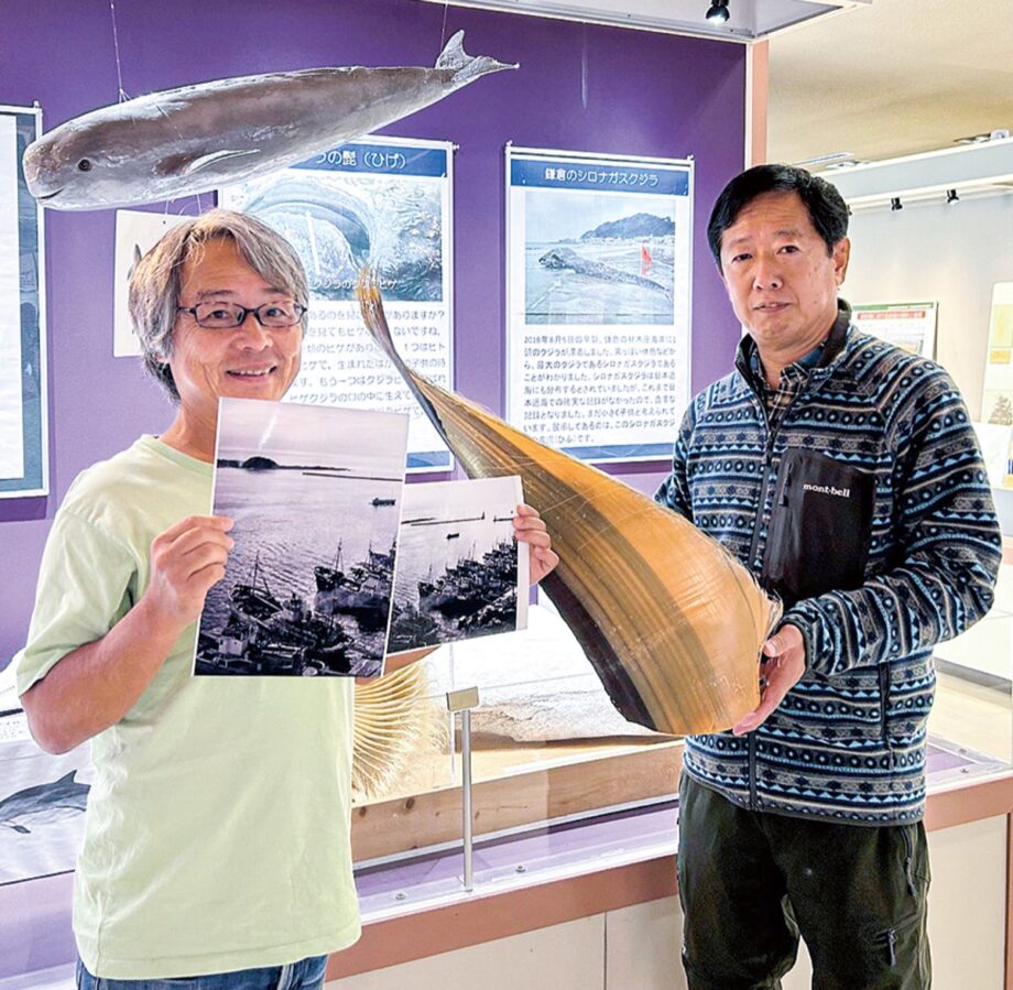【横須賀市】捕鯨の歴史知る資料にー貴重なヒゲを観音崎自然博物館へ寄贈ー