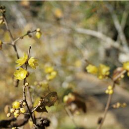 厚木市飯山でロウバイの花ほころぶ 　見ごろは2024年１月下旬まで