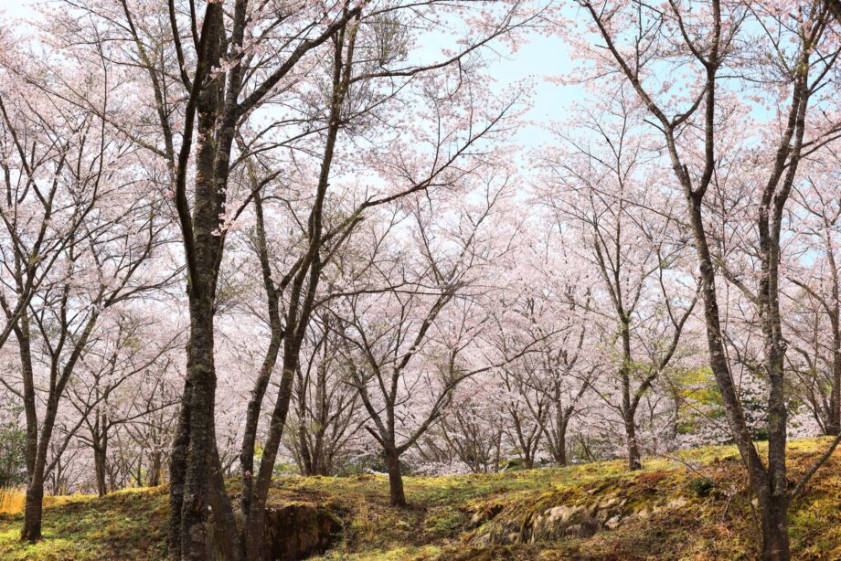 秦野市〈１月31日まで〉桜の苗木販売の申し込みを受け付け