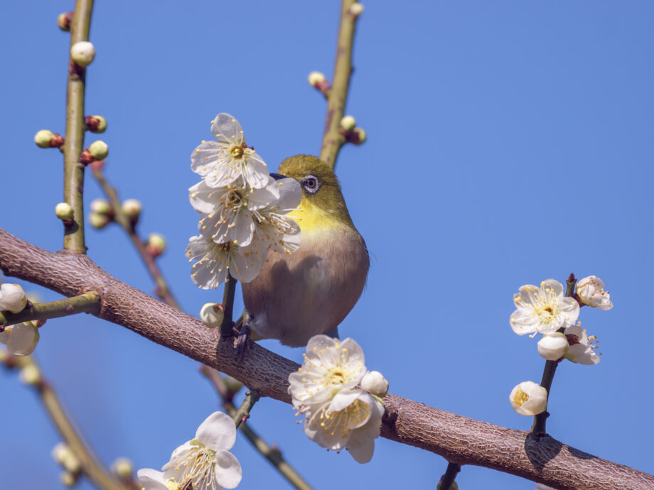 【相模原市内在住か在勤・在学対象】野鳥を観察し、識別のポイントなどを学ぶ「野鳥観察会」開催＠相模原市南区：県立相模原公園ほか