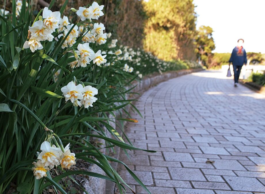 〈城ヶ島まつり〉早春告げる水仙が見ごろ「水仙まつり」2月4日まで！キッチンカーや地元野菜販売なども