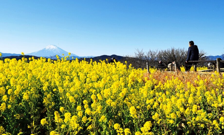 【菜の花が６万株】吾妻山に黄色の便り 1月2月の週末はイベントも＠二宮町