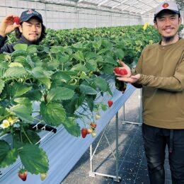 川崎市中原区で初のイチゴ収穫＜新城ファーム＞新鮮な朝採れが人気！３月上旬から「イチゴ狩り」も