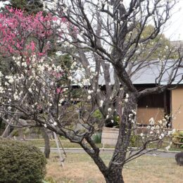 【梅の開花最新情報を追加】茅ヶ崎の梅の名所・高砂緑地で春の訪れを感じる梅まつりが2月11日に開催