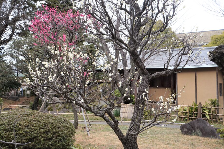 【梅の開花最新情報を追加】茅ヶ崎の梅の名所・高砂緑地で春の訪れを感じる梅まつりが2月11日に開催