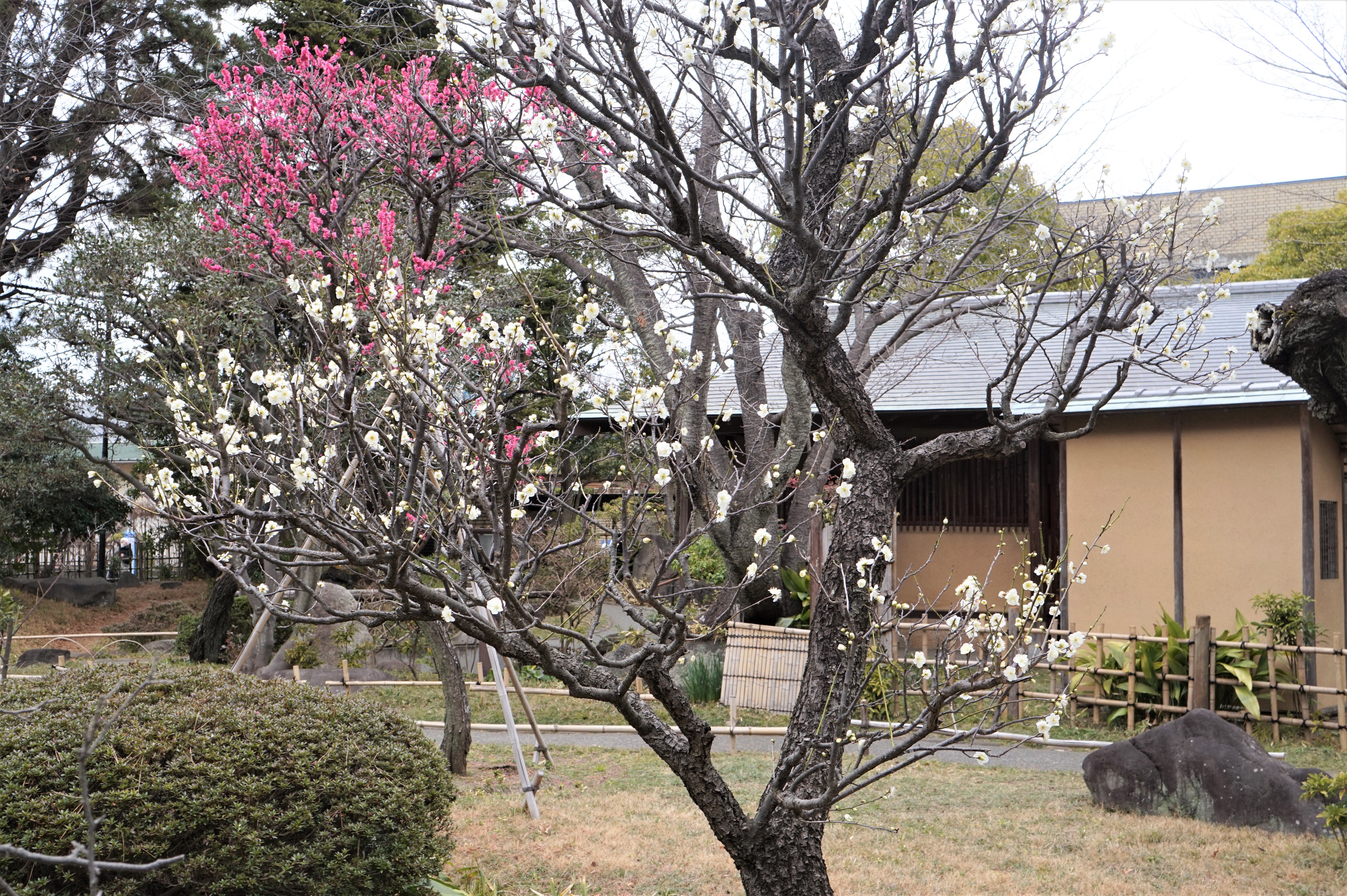 松籟庵の梅の花