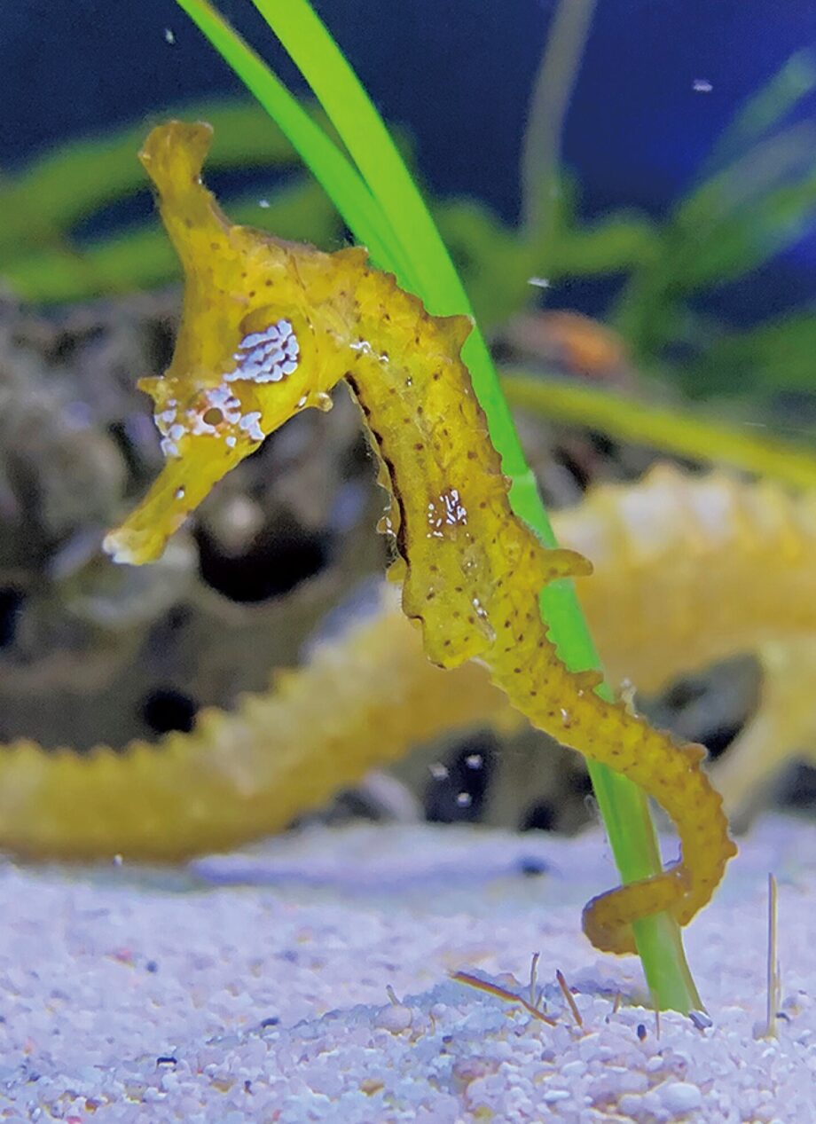 「辰」にちなんだ生き物展示　～横浜八景島シーパラダイス～