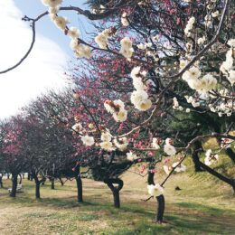 【県立保土ケ谷公園】春の訪れ、すぐそこ ~梅が開花~