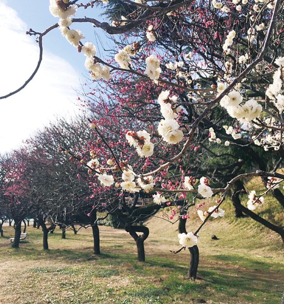 【県立保土ケ谷公園】春の訪れ、すぐそこ ～梅が開花～