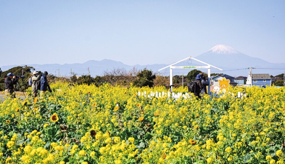 横須賀ソレイユの丘”春を先取り　菜の花畑”晴れた日には富士山も＜2024年1月＞