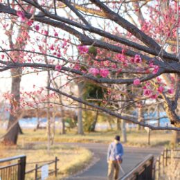 【花情報】中田中央公園　静かに芽吹く春の足音　梅の開花＠横浜市泉区