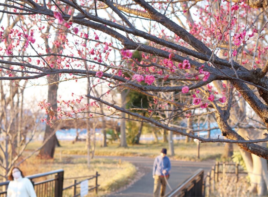 【花情報】中田中央公園　静かに芽吹く春の足音　梅の開花＠横浜市泉区