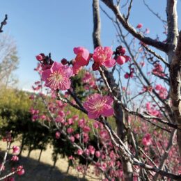 【花情報】寒空に紅梅開く　20本以上の梅の木＠横浜市栄区　本郷ふじやま公園