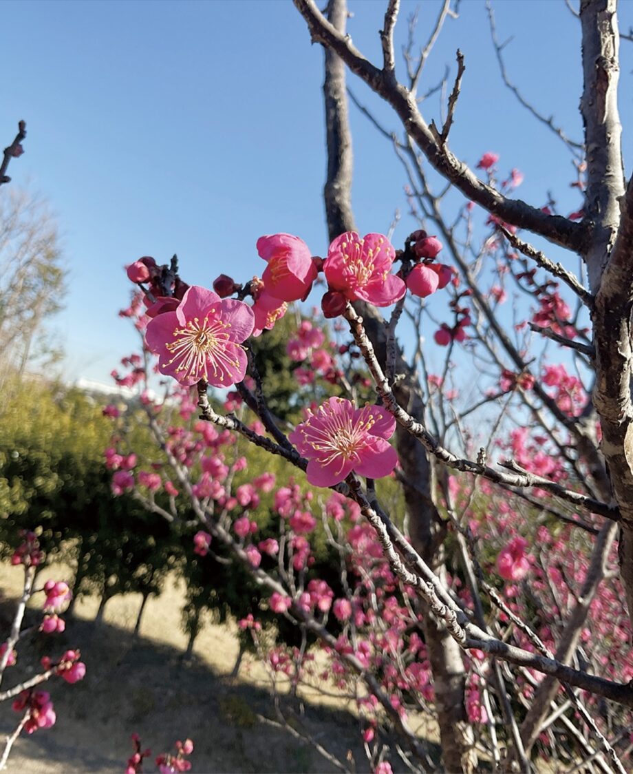 【花情報】寒空に紅梅開く　20本以上の梅の木＠横浜市栄区　本郷ふじやま公園