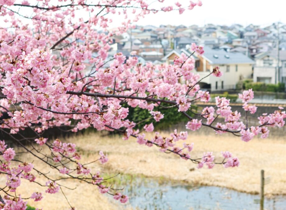 【花情報】一足早く河津｢桜｣が満開 ＠横浜市泉区　領家公園・領家の雨水調整池など