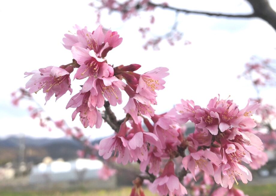 秦野・おかめ桜の定点観測2024