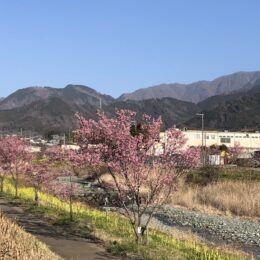 秦野・おかめ桜の定点観測2025