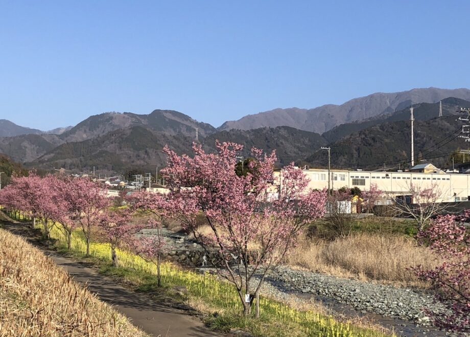 秦野・おかめ桜の定点観測2025