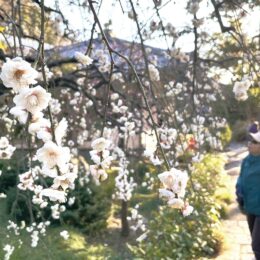 藤沢・常立寺でふわり 春の香り 『しだれ梅』が見頃＜2024年＞
