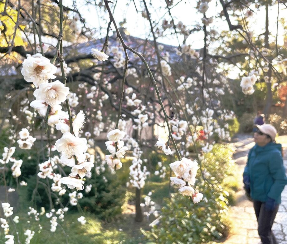 藤沢・常立寺でふわり 春の香り 『しだれ梅』が見頃＜2024年＞
