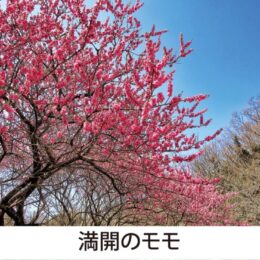 【三浦半島 草花歳時記】第5回 雛人形に「モモ」は飾らない