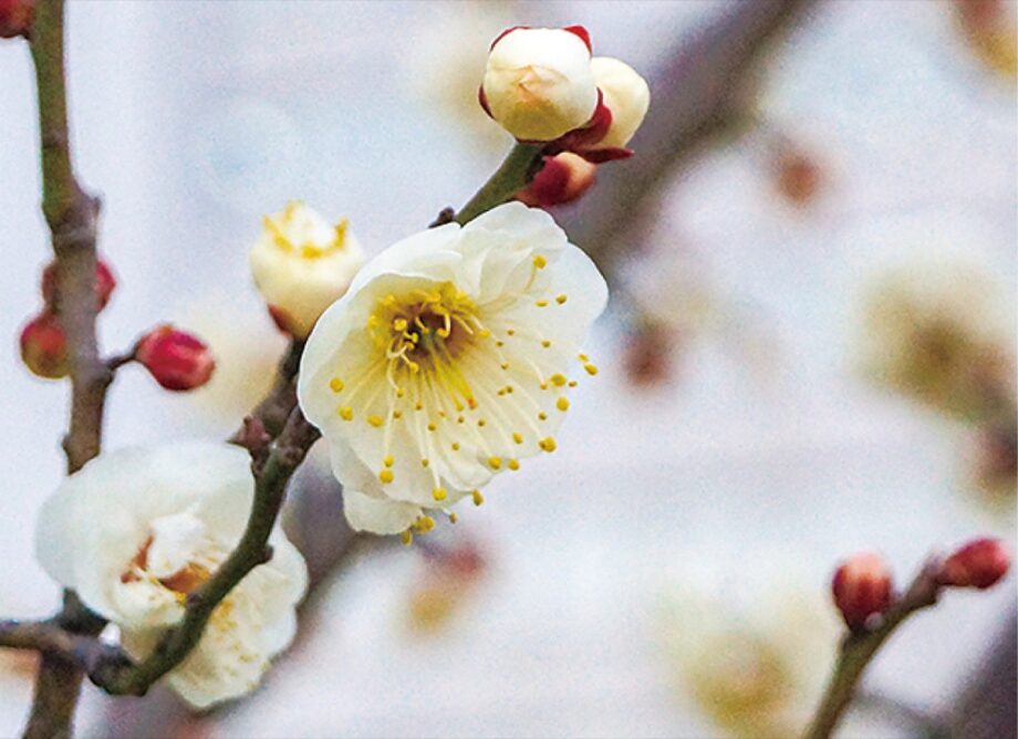 【２月17日】川崎市幸区の御幸公園で「観梅会」25種２３２本の大小さまざまな梅の花を楽しんで～