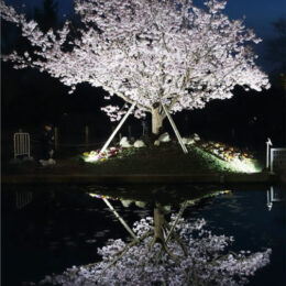 【2月23日〜25日・3月2日～3日】＜2024玉縄桜のライトアップ ＞大船フラワーセンター