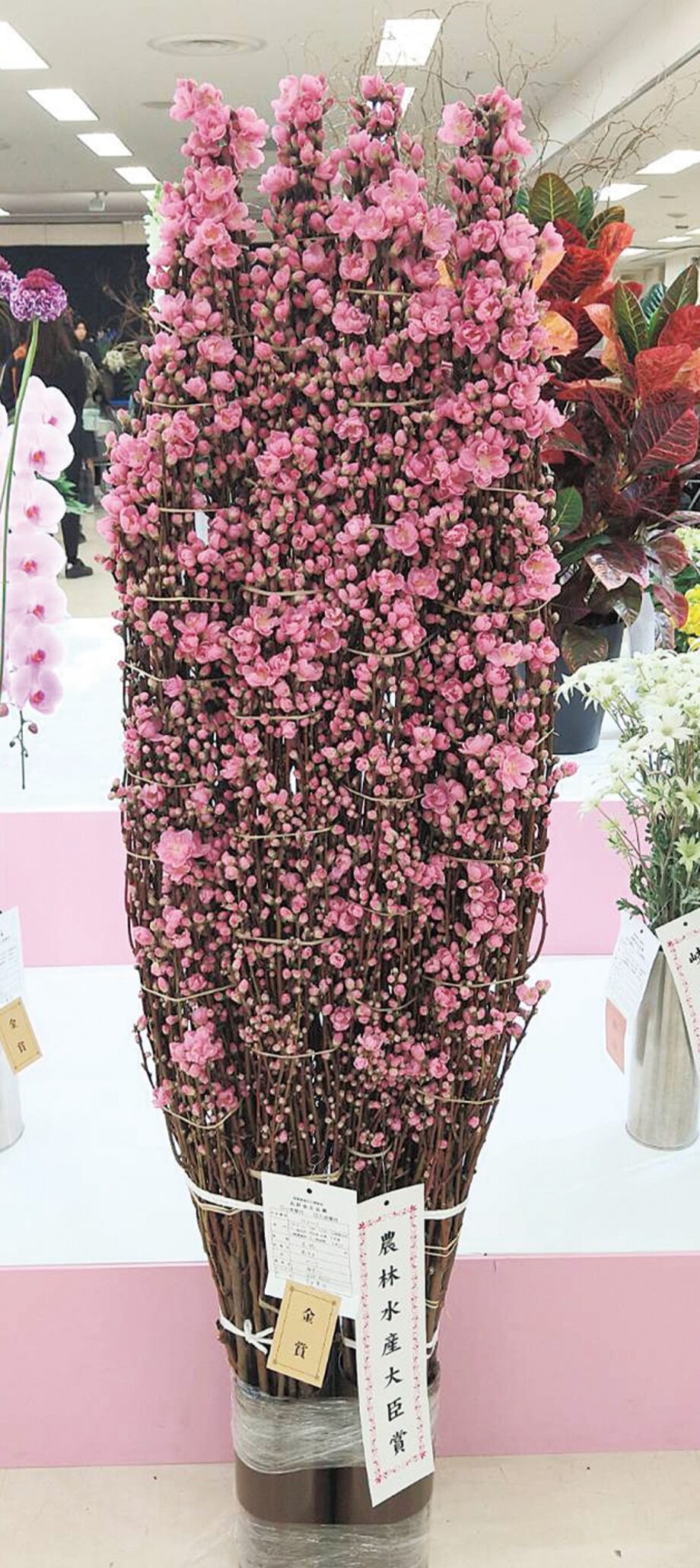 川崎市宮前区の吉田貴次さんの「花桃」が日本最大花卉展覧会で最高賞！2月15日には500束を無料配布も