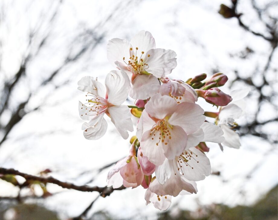 川崎市麻生区の王禅寺ふるさと公園で「玉縄桜」がひと足早く開花～満開は３月