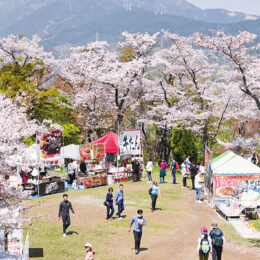 神奈川西部の春！桜まつりイベントまとめ2024