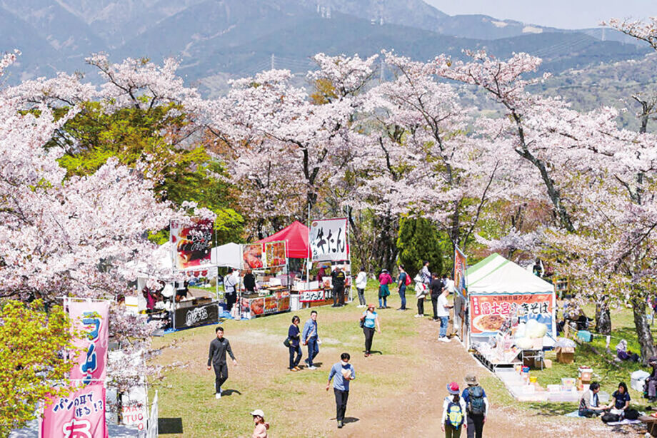 神奈川西部の春！桜まつりイベントまとめ2024