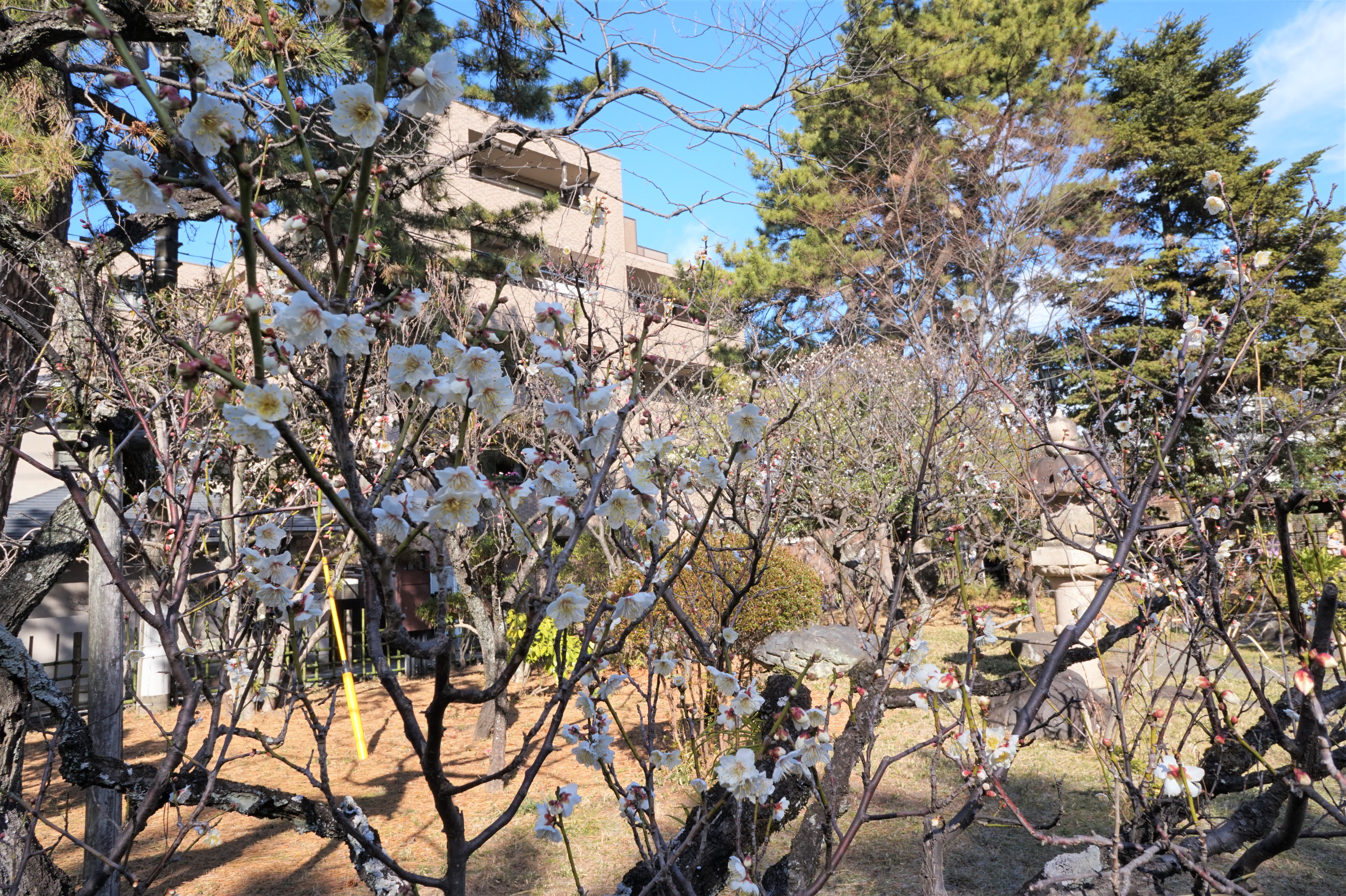 松籟庵の梅の花