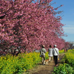 ２月２３(祝)～２５(日)、３月２(土)、３日(日) に５年ぶりに茅ヶ崎で「小出川桜まつり」！ 菜の花との共演や出店、キッチンカー、各イベントも楽しめます