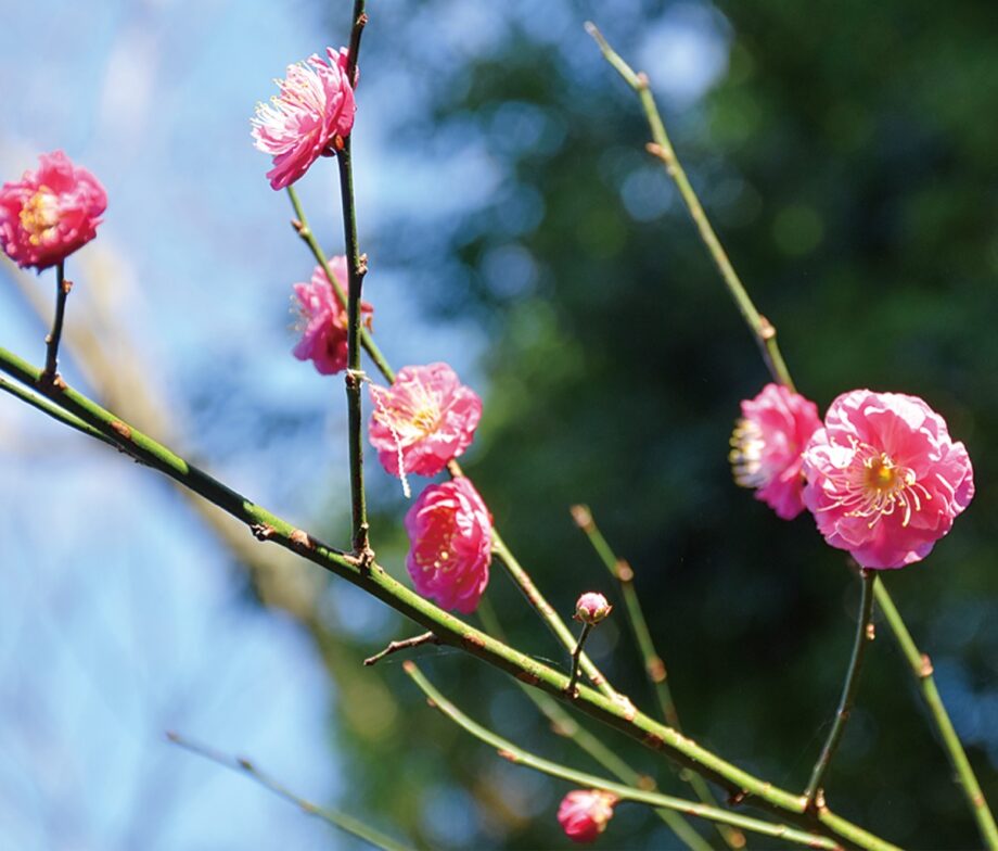 【横浜市緑区】 咲き始める梅の花 ピンクや赤などまばら@四季の森公園