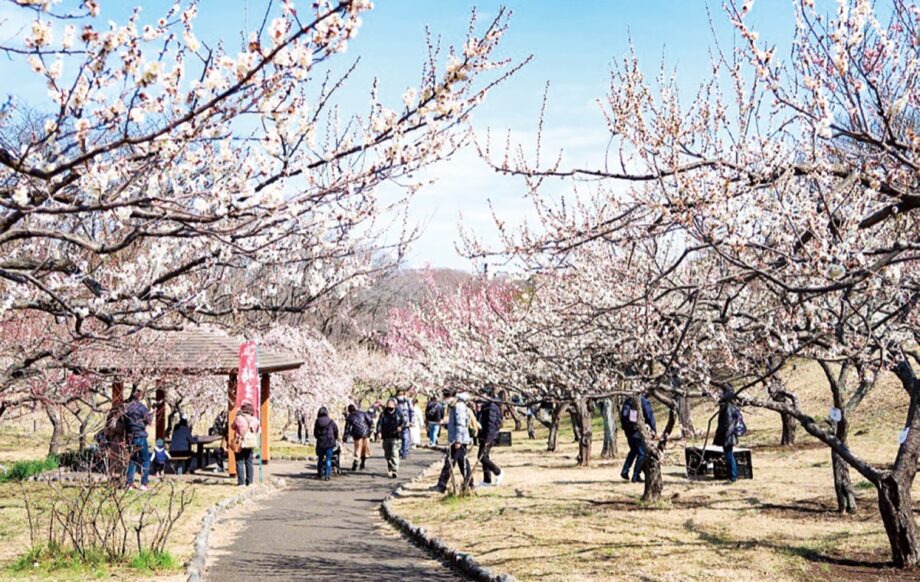 横浜市中区根岸台の根岸森林公園で2024年「梅まつり」早春の梅林を散策　ポニーと記念撮影も