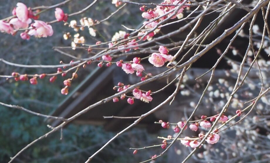 多摩市内各地で梅が咲き始めるー多摩市ＨＰで開花状況表示