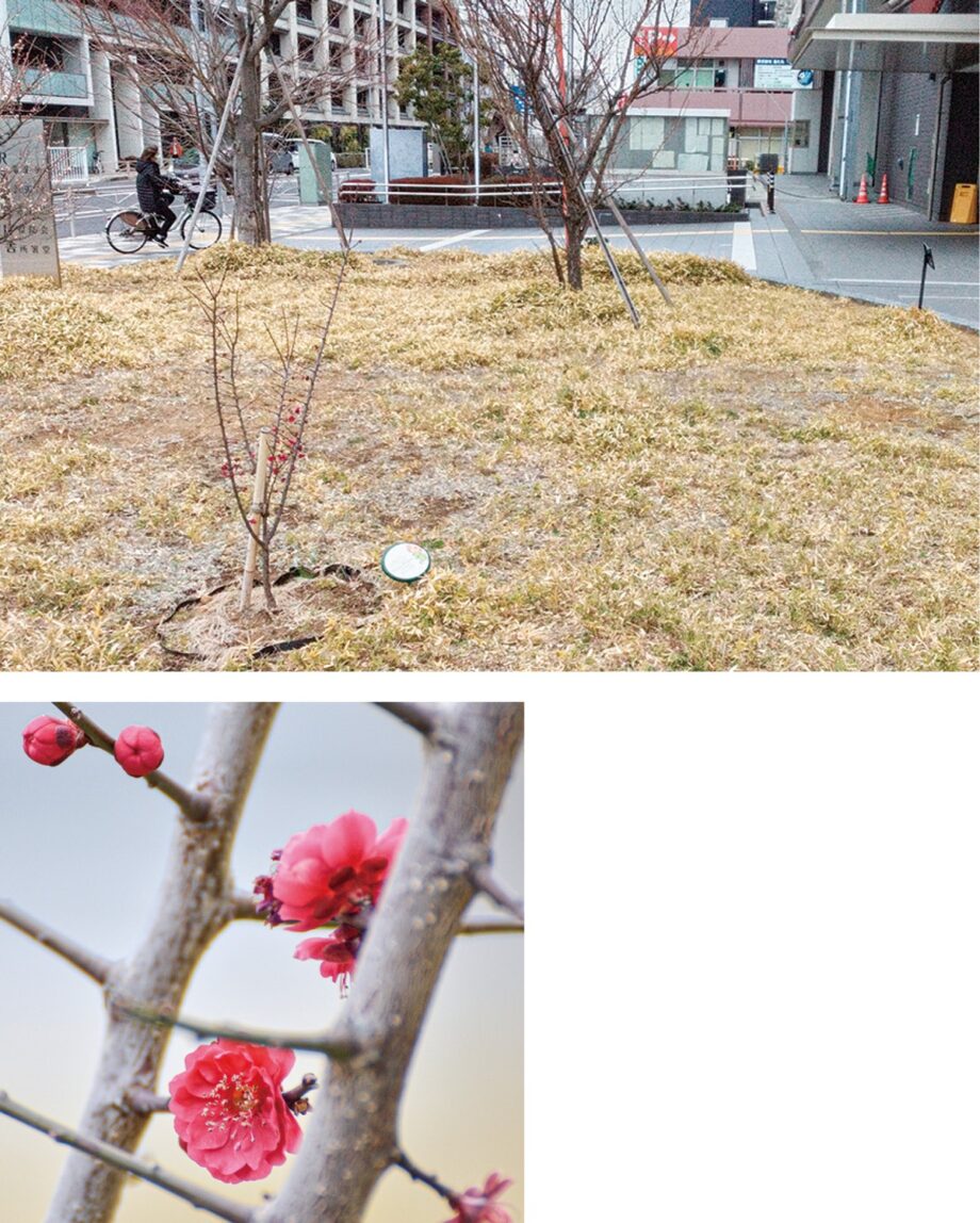 泥亀公園（横浜市金沢区）で「黒梅」が初開花