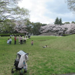 秦野・桜土手古墳公園で「お花見フェア2025」開催！桜×グルメ×歴史まとめて満喫しよう