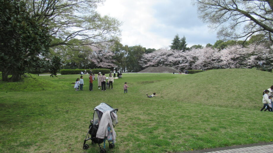 秦野・桜土手古墳公園で「お花見フェア2025」開催！桜×グルメ×歴史まとめて満喫しよう