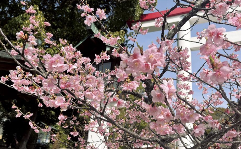 『初春桜』がお出迎え ！鎌倉宮で「河津桜」見頃迎える