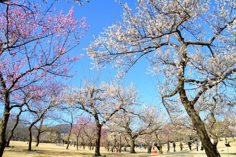 関東最多級！小田原フラワーガーデンで早咲きの梅が見頃に 2024年3月3日まで「梅まつり」開催中