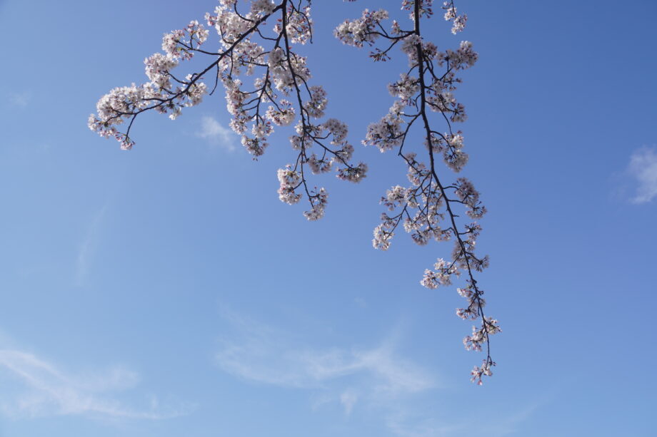 晴れた空に浮かぶ中央公園の桜